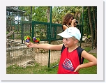 Bird Feeding (1) * 1024 x 768 * (196KB)